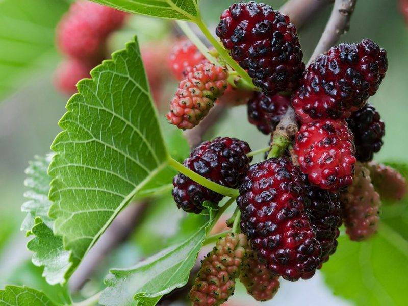 Шелковица купить саженцы из питомнике в Казани