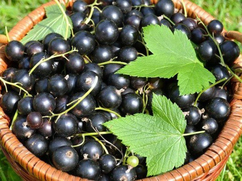 Смородина купить саженцы из питомника в Казани