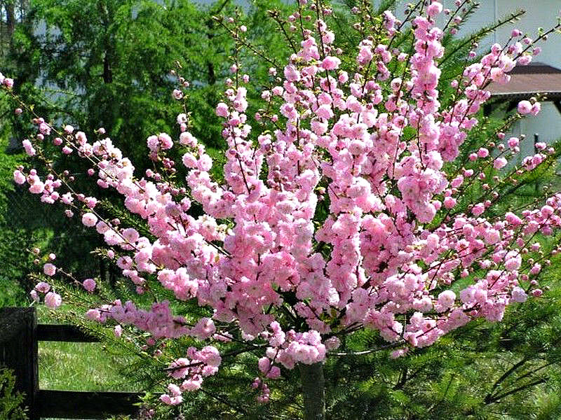 Миндаль купить саженцы из питомника в Казани