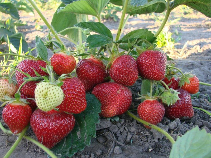 Клубника купить саженцы из питомника в Казани