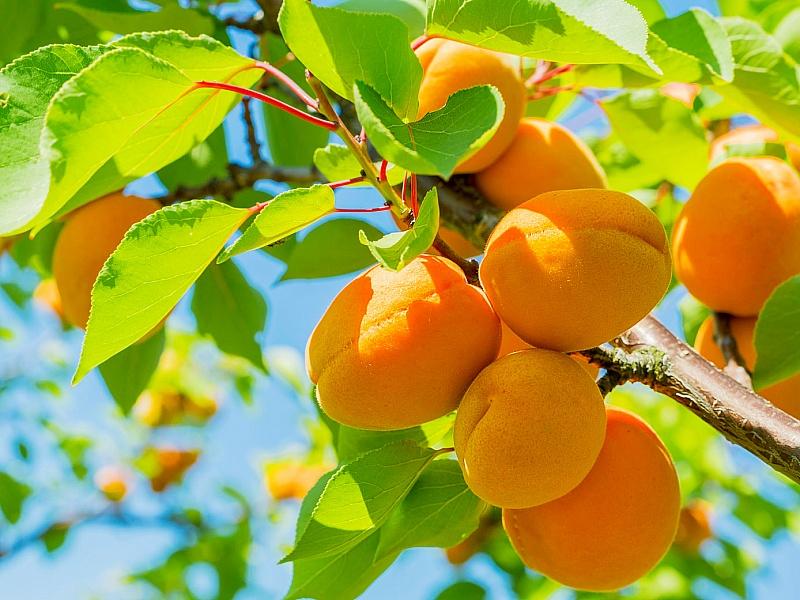 Абрикос купить саженцы из питомнике в Казани