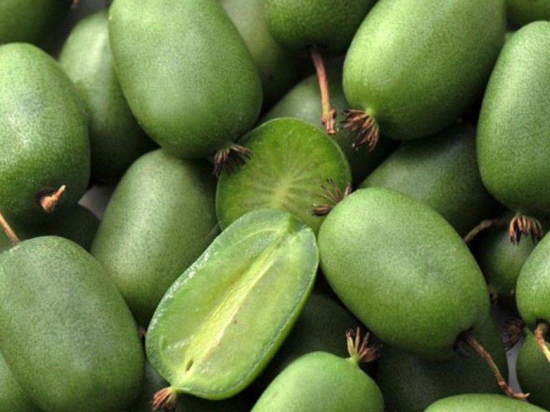 Актинидия купить саженцы из питомнике в Казани