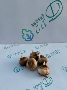 Крокус микс 30 штук